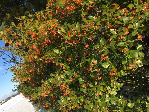 c0380878_14222304.jpg