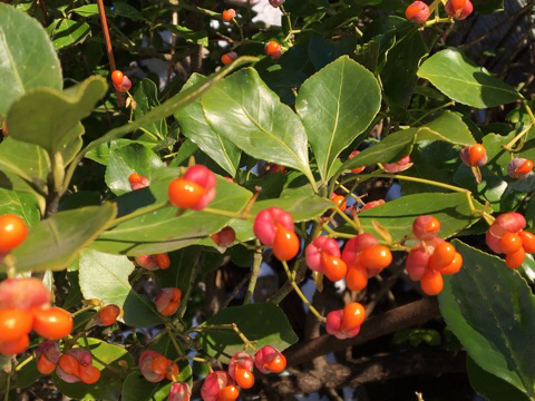 c0380878_14222460.jpg