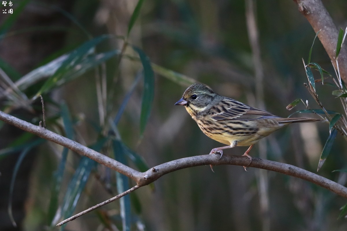アオジのお腹は黄色い 野鳥公園 アオジのお腹は黄色い 野鳥公園
