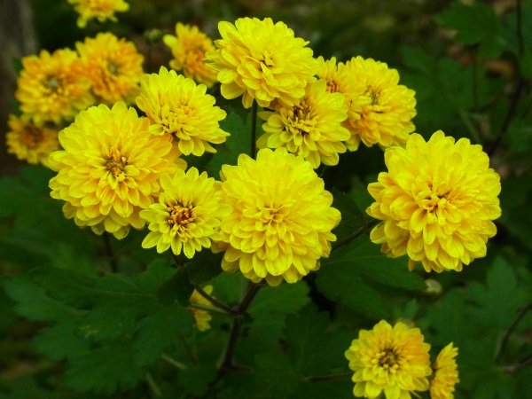 冬菊の昃れば色深めけり 満幸 フォト俳句 自然の中の写真と俳句