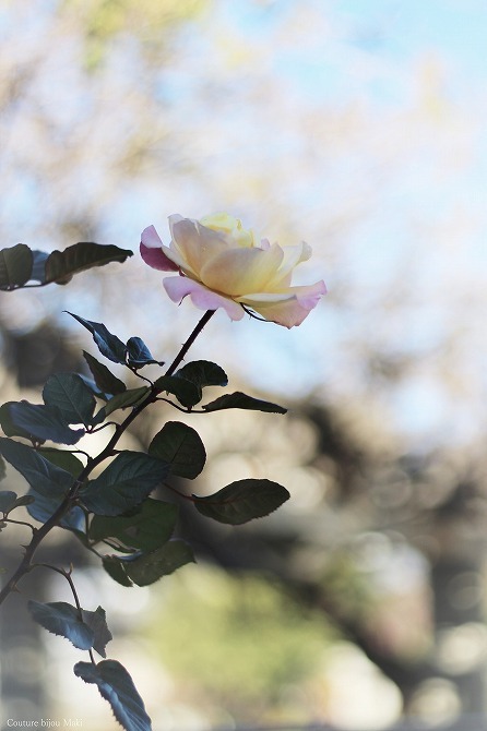 e0043686_12040417.jpg