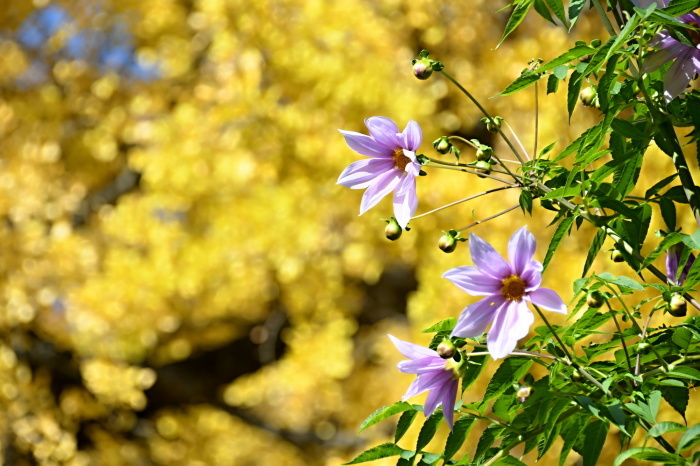 a0127090_16093415.jpg