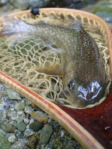 e0241691_12440337.jpg