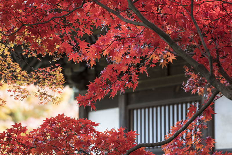 長寿寺の紅葉_b0145398_22270311.jpg