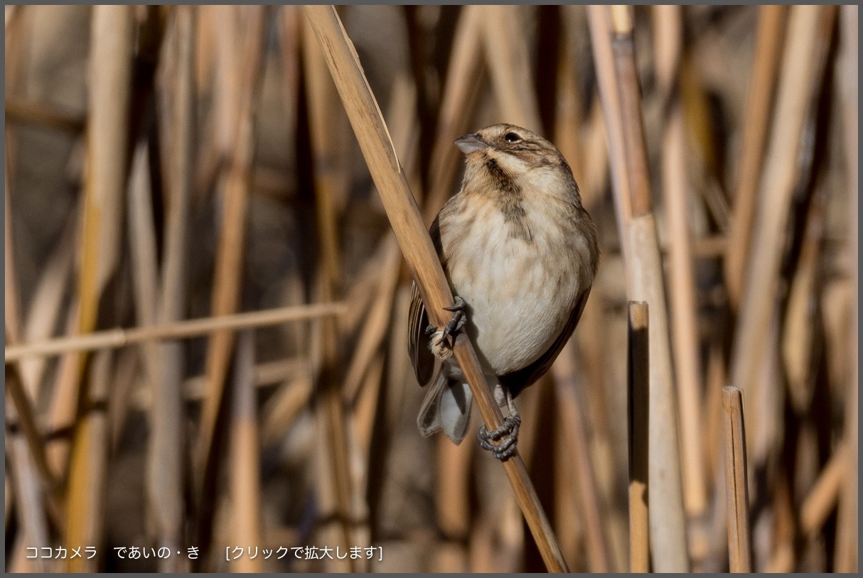 写真日記・多摩川探訪記-その104・セッカとオオジュリンなど・2017.12.18_c0336400_21572497.jpg