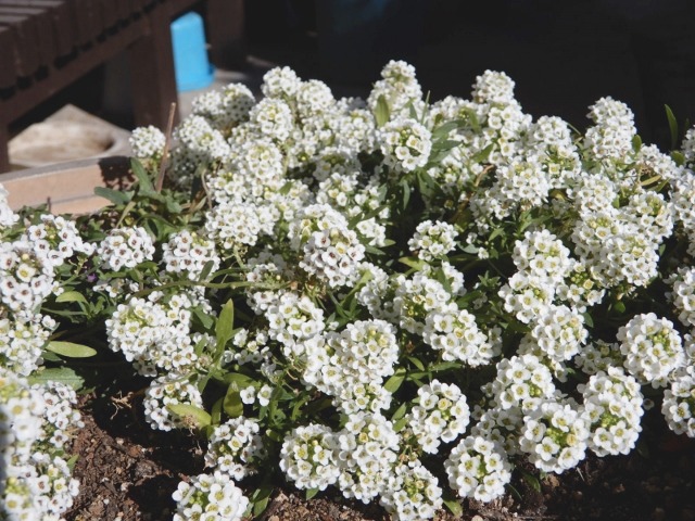 e0025300_22342490.jpg