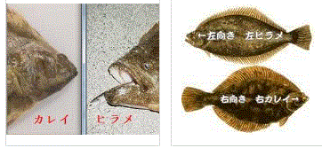 ダーウィンが来た ヒラメとカレイの違いを徹底比較 徳ちゃん便り