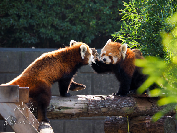 野毛山動物園　１２月１６日_f0321610_13212984.jpg