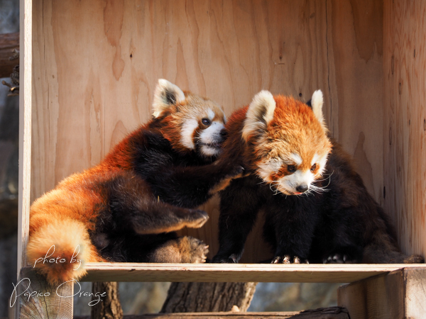 野毛山動物園　１２月１６日_f0321610_13232635.jpg