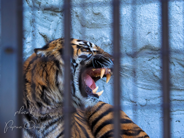 野毛山動物園　１２月１６日_f0321610_13281248.jpg