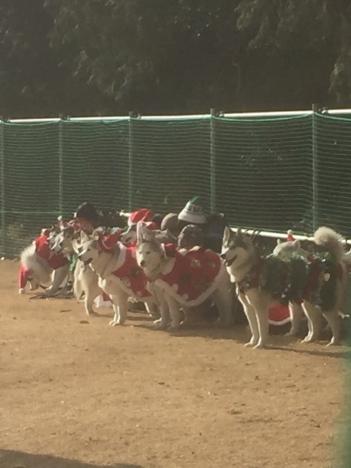 b0369239_09595737.jpeg