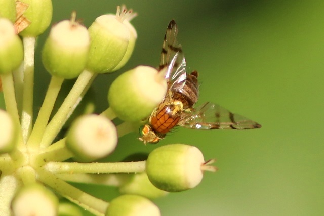 ヤツデの花の咲くころに 1 野山の住認たち ヤツデの花の咲くころに 1 野山の住認たち