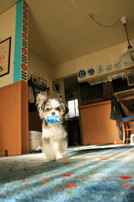 c0145250_14244800.gif