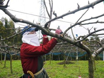 熊本梨 本藤果樹園 冬の剪定作業スタート!実る梨の果実を想像しながら!前編_a0254656_16492617.jpg