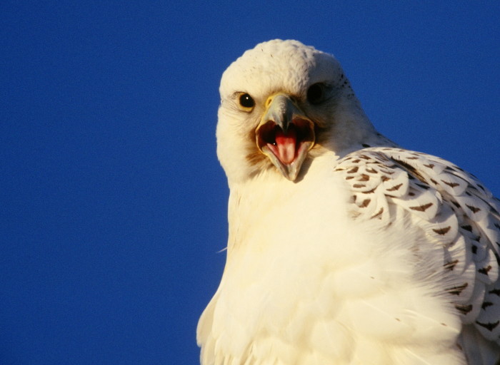 今年もシロハヤブサ情報あれど アイヌモシリの野生たち 獣と野鳥の写真図鑑