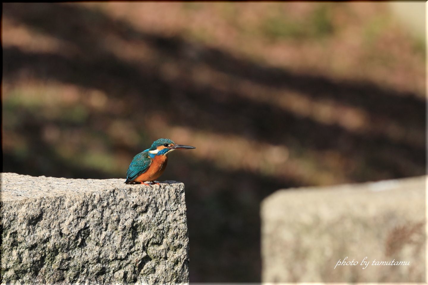 いつもの公園にて　カワセミさん_e0351179_21011759.jpg