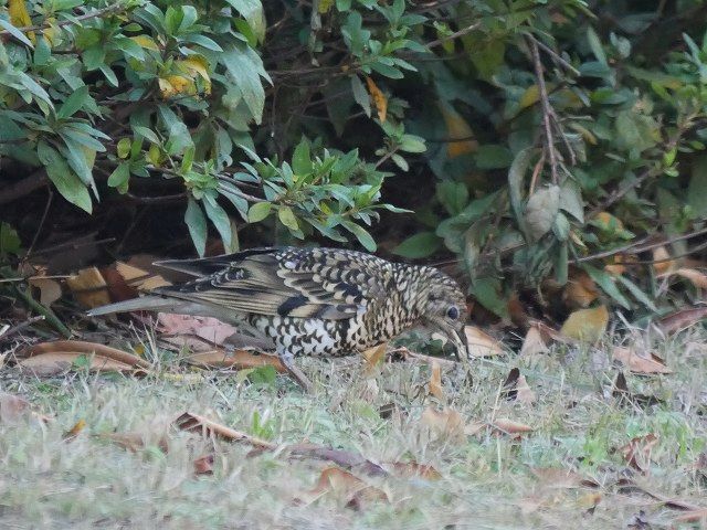 トラツグミに遭遇_d0088184_21501113.jpg