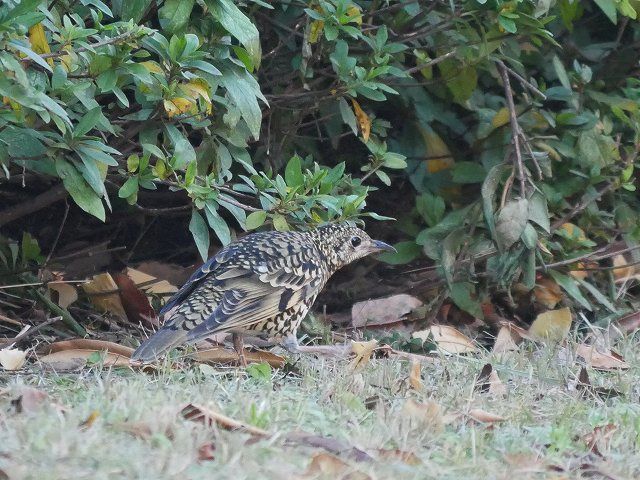 トラツグミに遭遇_d0088184_21502176.jpg