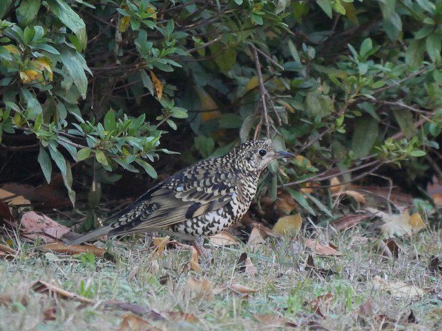 トラツグミに遭遇_d0088184_21503250.jpg