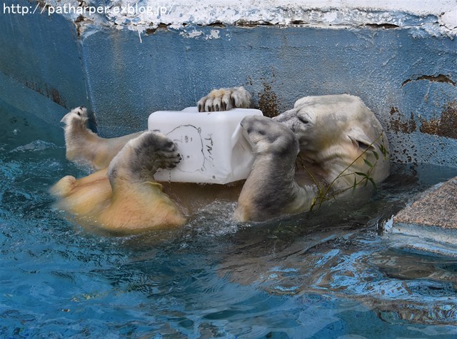 ２０１７年１１月　天王寺動物園　その３_a0052986_725528.jpg