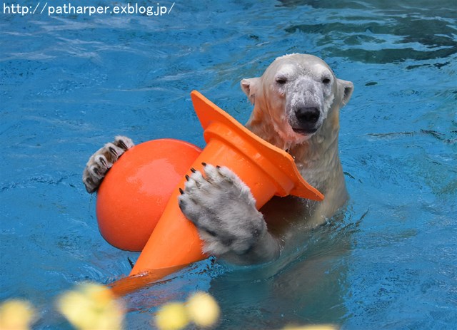 ２０１７年１１月　天王寺動物園　その３_a0052986_7291361.jpg