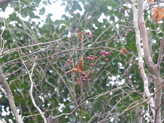 f0357487_00342677.jpg