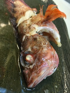 ガシラ_d0268290_09262045.jpg