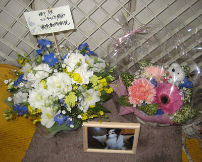 a0030594_22443420.gif