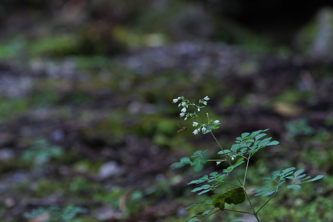 晩秋の森公園にて　　　　　≪　　　終焉の山野草たち　　　≫_a0140000_17345123.jpg