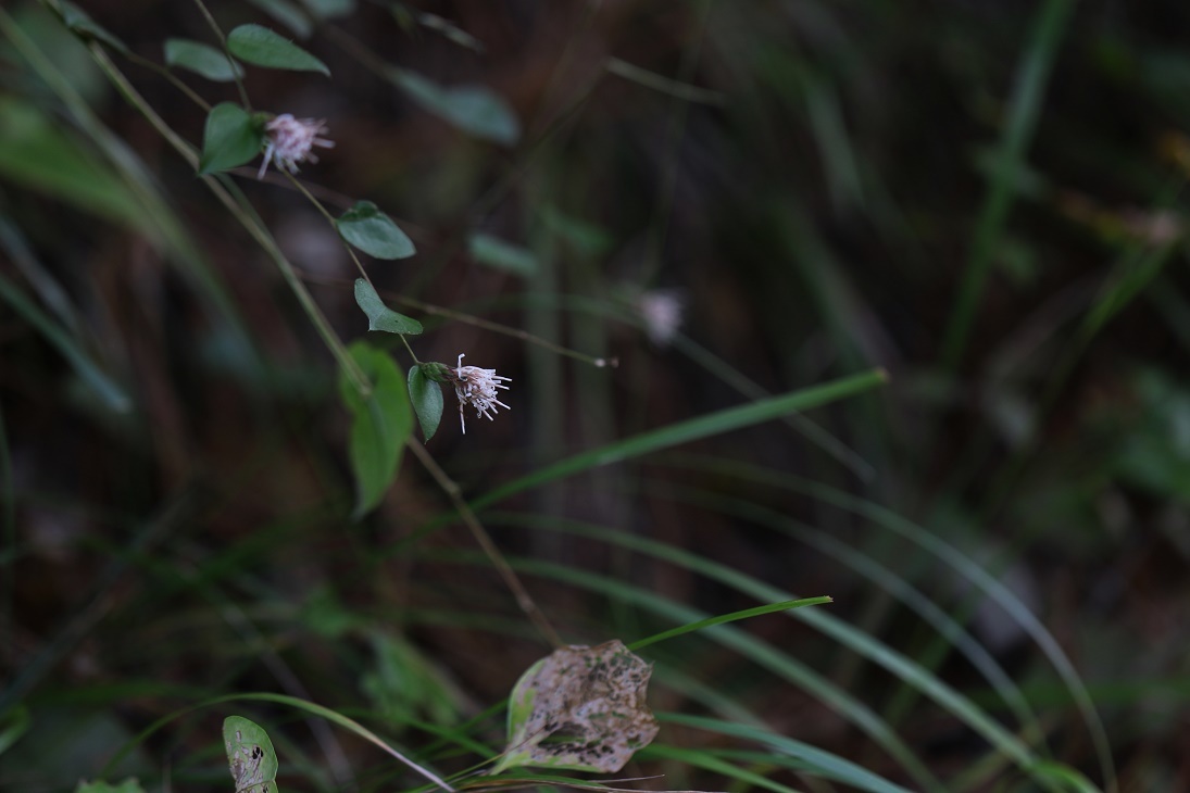 晩秋の森公園にて　　　　　≪　　　終焉の山野草たち　　　≫_a0140000_17370984.jpg