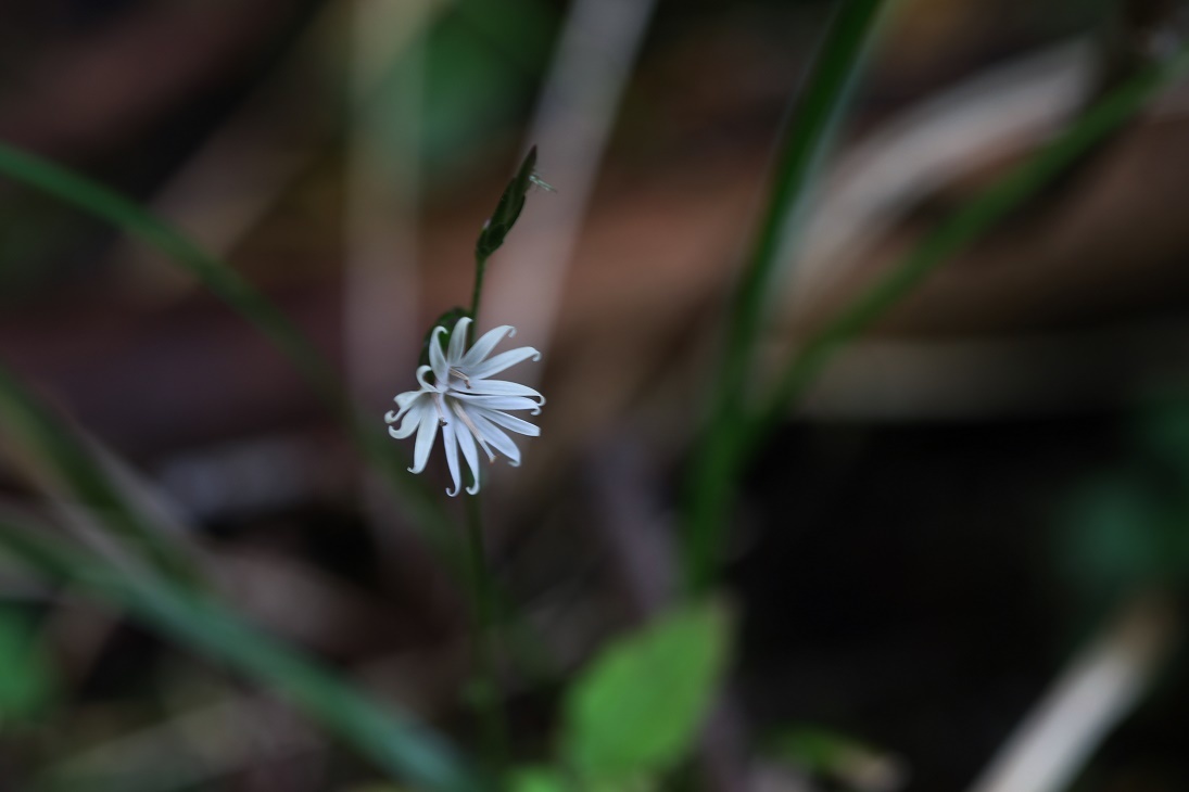 晩秋の森公園にて　　　　　≪　　　終焉の山野草たち　　　≫_a0140000_17545626.jpg