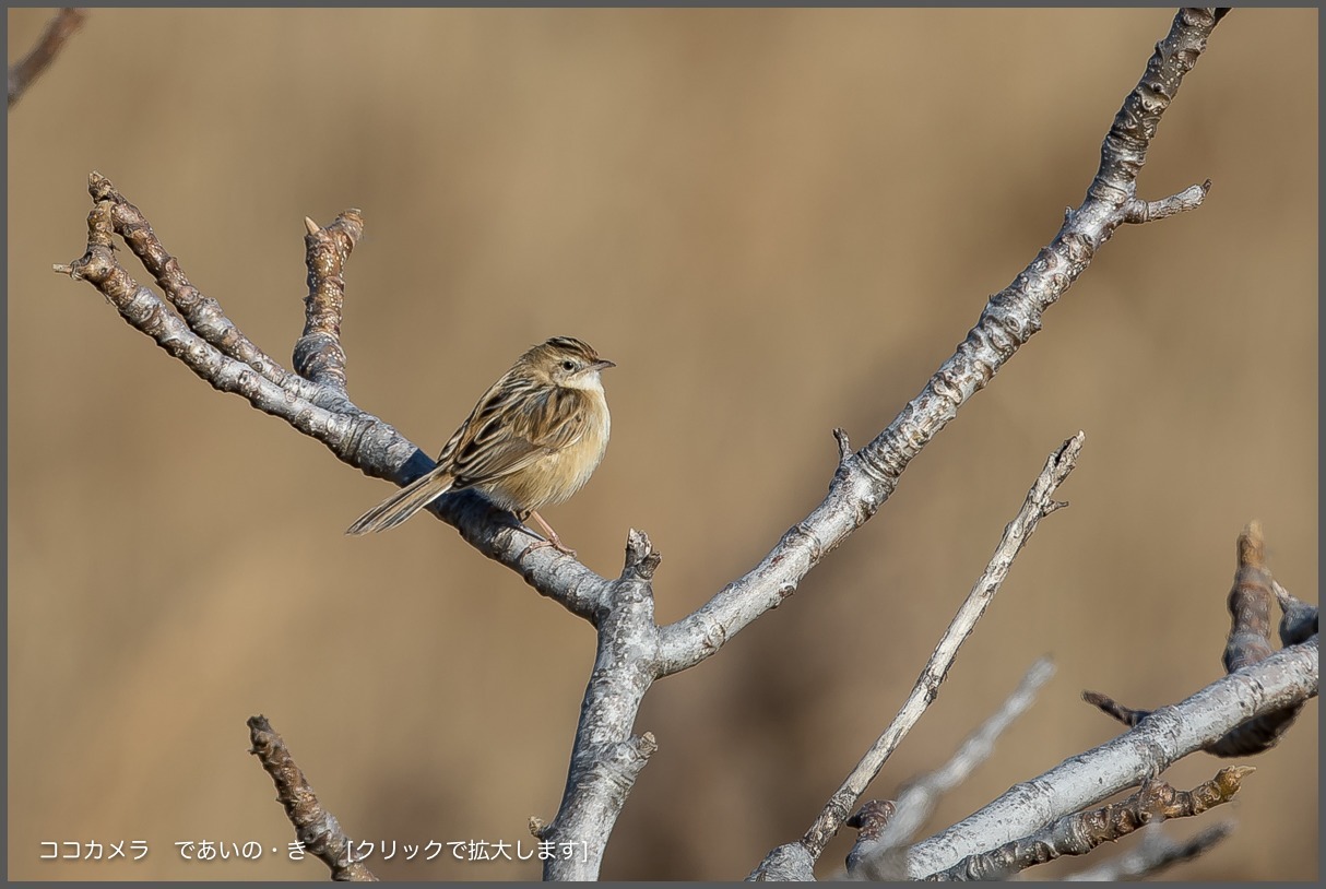 写真日記・多摩川探訪記-その104・セッカとオオジュリンなど・2017.12.18_c0336400_21055829.jpg