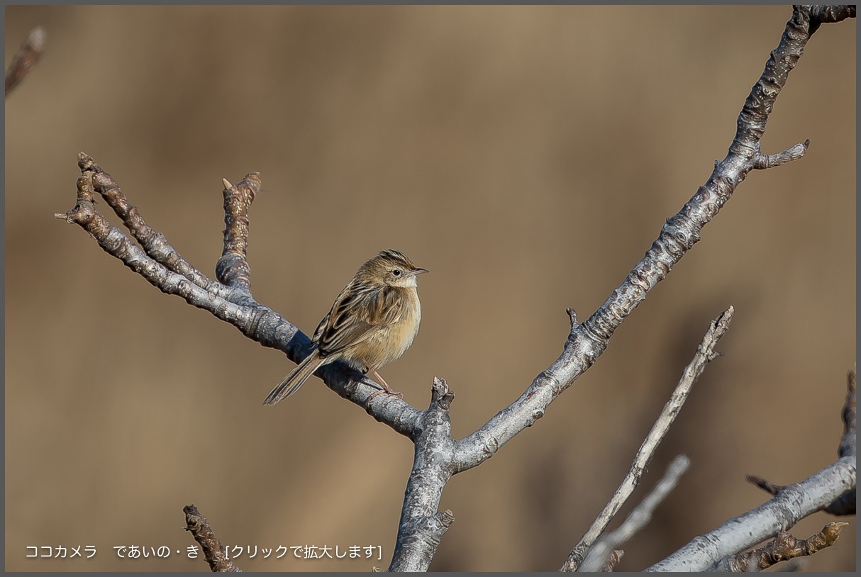 写真日記・多摩川探訪記-その104・セッカとオオジュリンなど・2017.12.18_c0336400_21060564.jpg