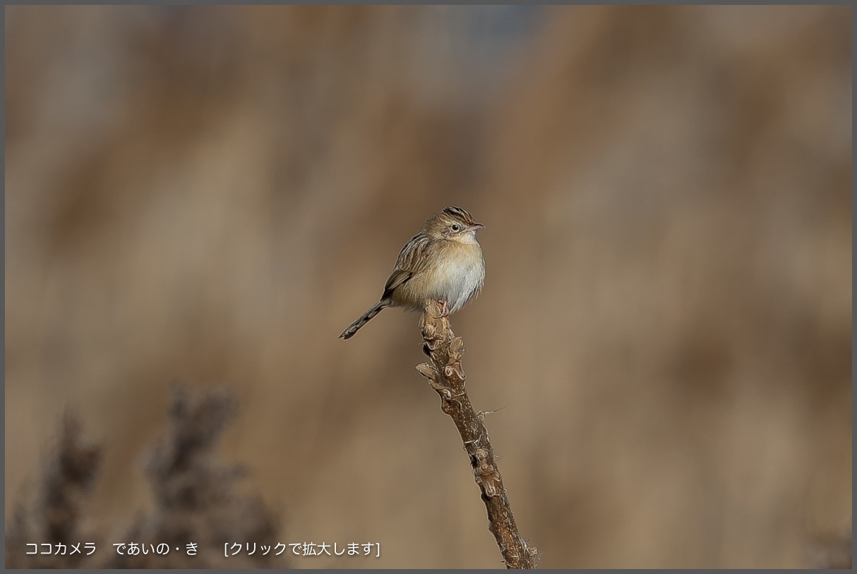 写真日記・多摩川探訪記-その104・セッカとオオジュリンなど・2017.12.18_c0336400_21061318.jpg