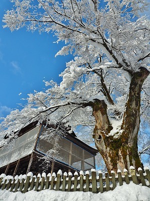 欅に花が咲きました！_c0336902_16054496.jpg