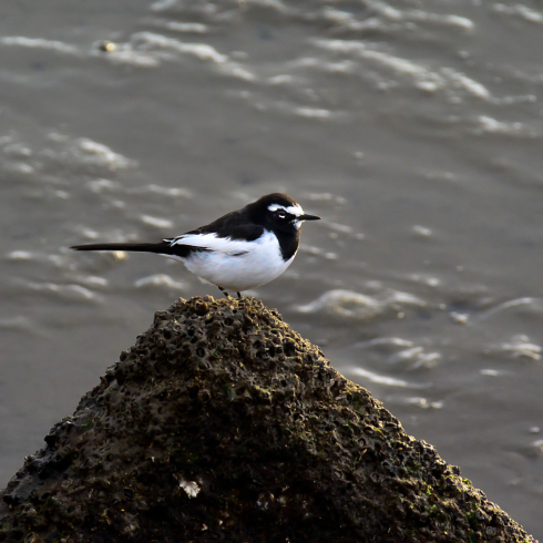 河口の鳥たち_f0099102_17542288.jpg