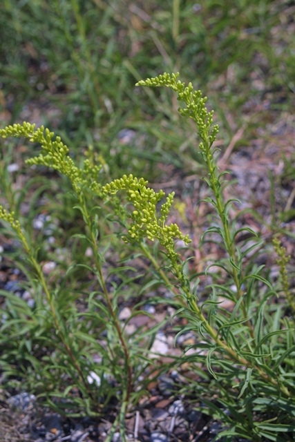 c0062603_21504896.jpg