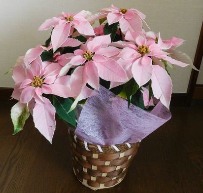 クリスマスの花　2017_b0044404_11041674.jpg