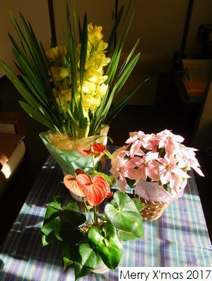 クリスマスの花　2017_b0044404_11045696.jpg
