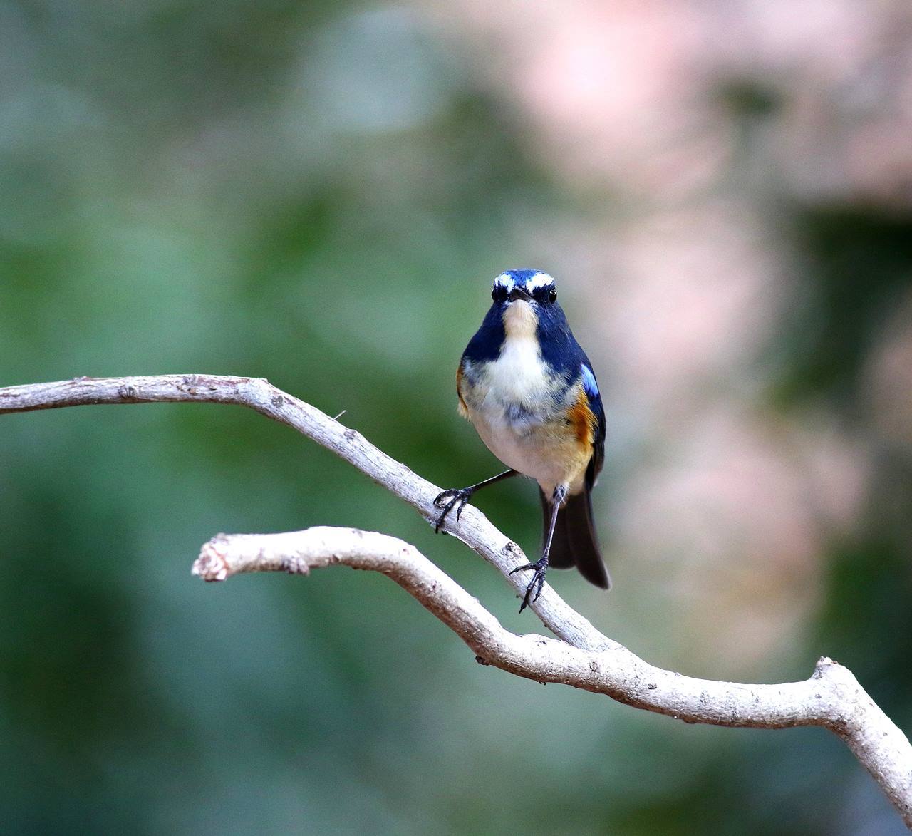 ”幸せの青い鳥”ルリビタキ♂成鳥が戻ってきた！（その２）・・・_c0213607_19204826.jpg