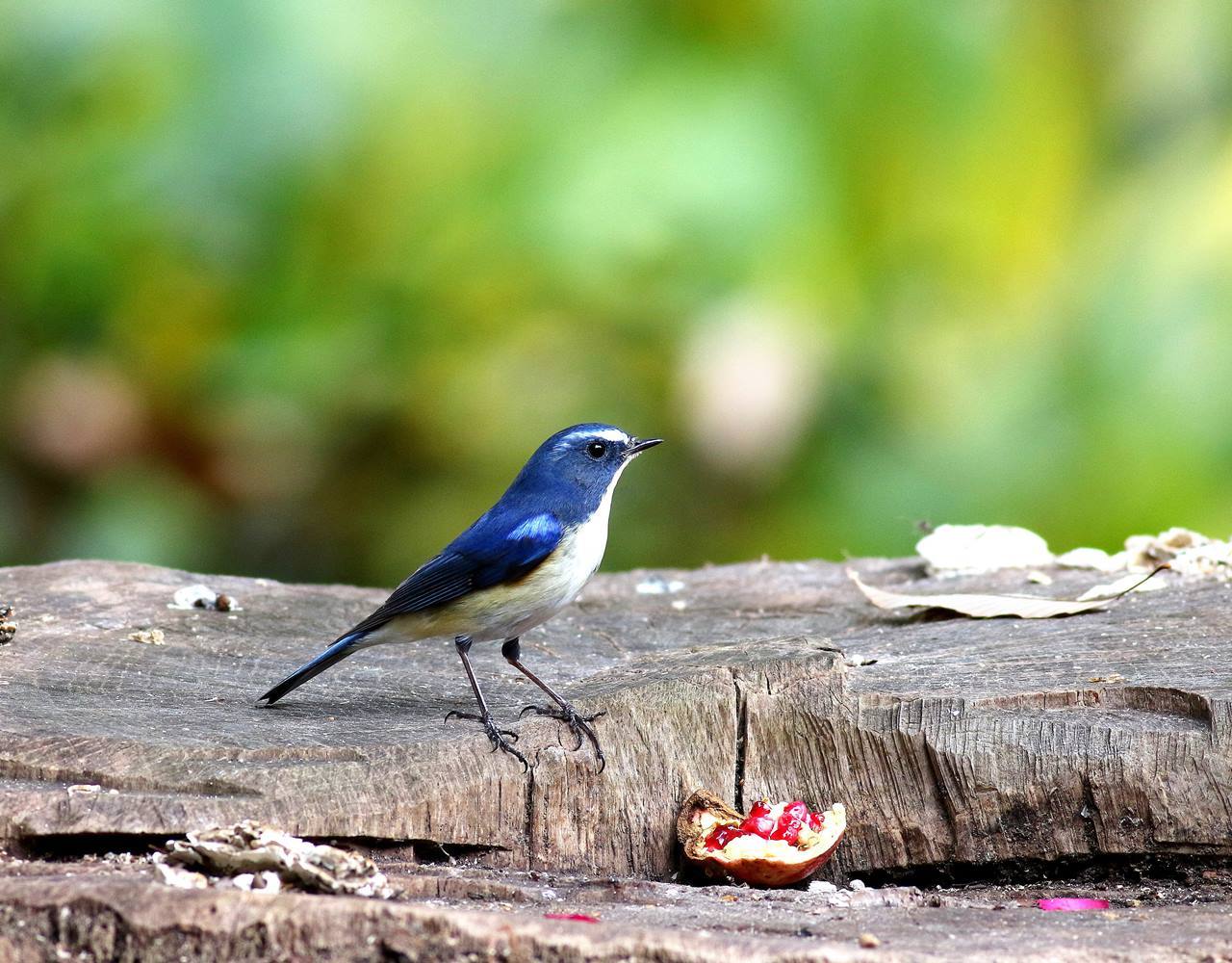 ”幸せの青い鳥”ルリビタキ♂成鳥が戻ってきた！（その２）・・・_c0213607_19205368.jpg