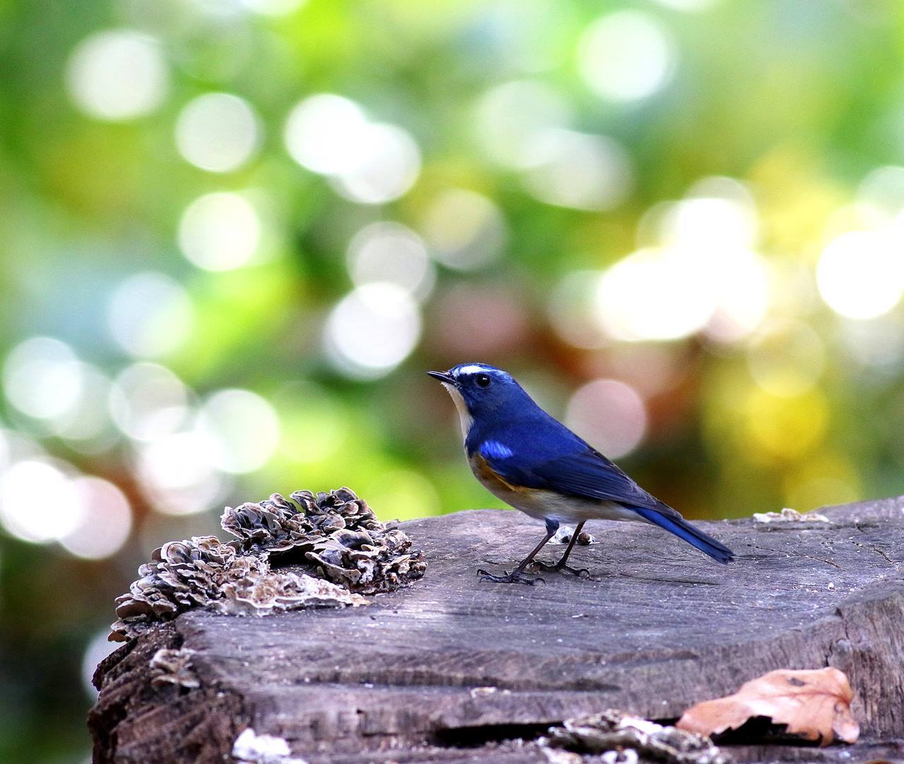 幸せの青い鳥 ルリビタキ 成鳥が戻ってきた その２ 一期一会の野鳥たち