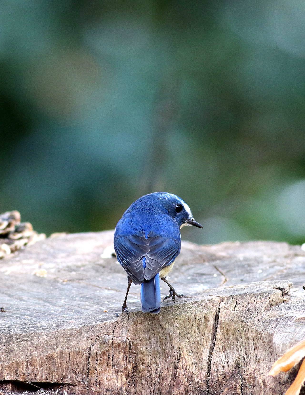 ”幸せの青い鳥”ルリビタキ♂成鳥が戻ってきた！（その２）・・・_c0213607_19210826.jpg