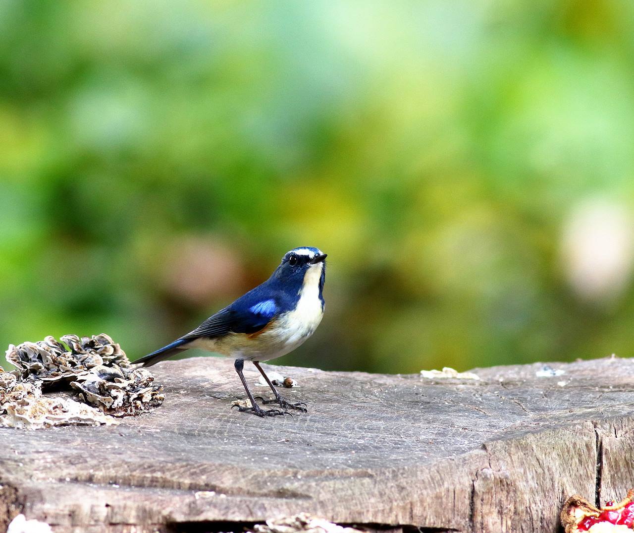 幸せの青い鳥 ルリビタキ 成鳥が戻ってきた その2 一期一会の野鳥たち 幸せの青い鳥 ルリビタキ 成鳥が戻ってきた その2 一期一会の野鳥たち