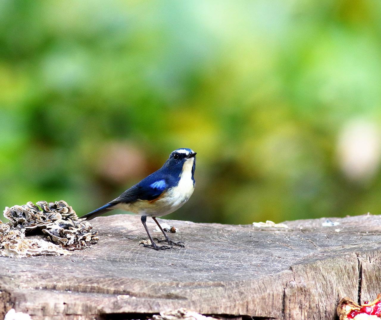 ”幸せの青い鳥”ルリビタキ♂成鳥が戻ってきた！（その２）・・・_c0213607_19211227.jpg