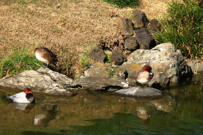 清澄庭園_b0325217_08161299.jpg