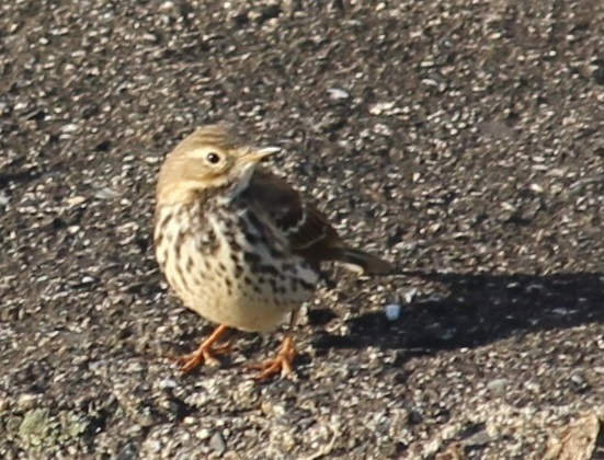 c0280322_23143012.jpg