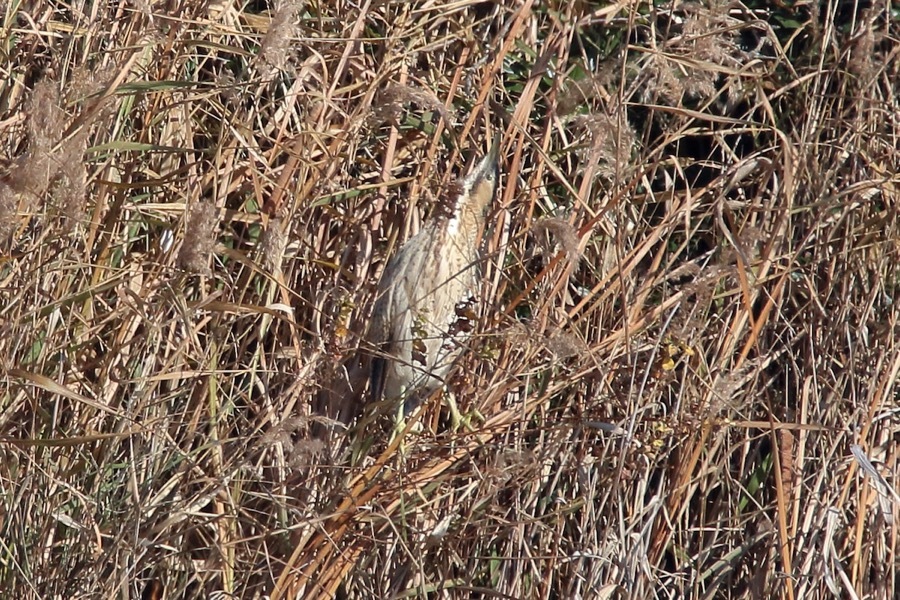 サンカノゴイのお食事_d0368631_20390281.jpg