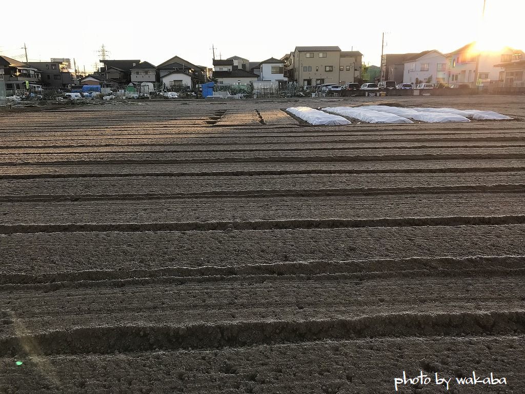 霜が真っ白に下りた散歩道の風景！！！_e0052135_20504865.jpg