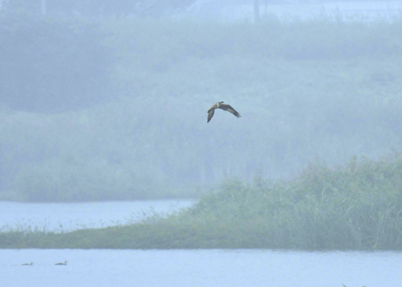 d0290240_14092335.gif